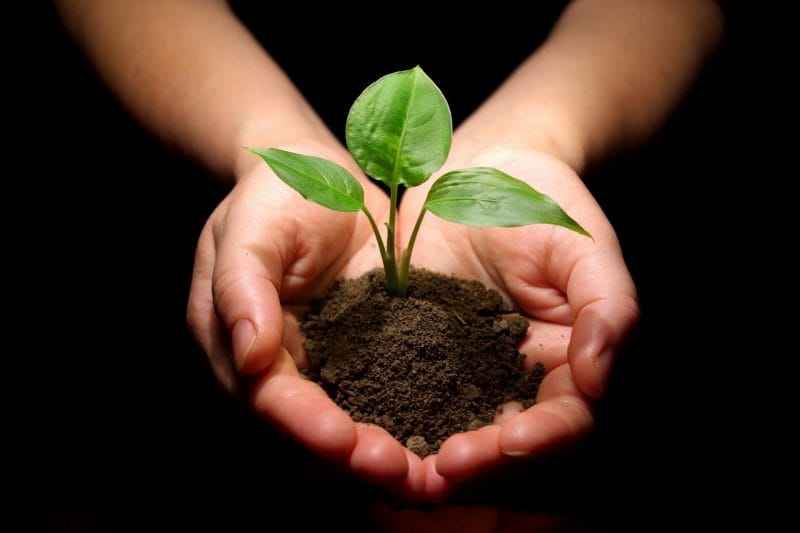 Plant growing in hadns